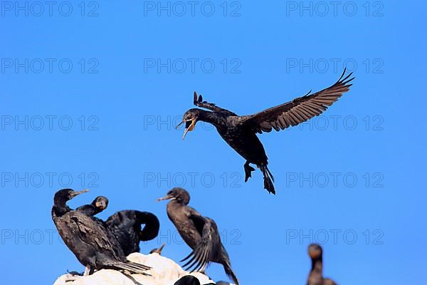 Cape Cormorant