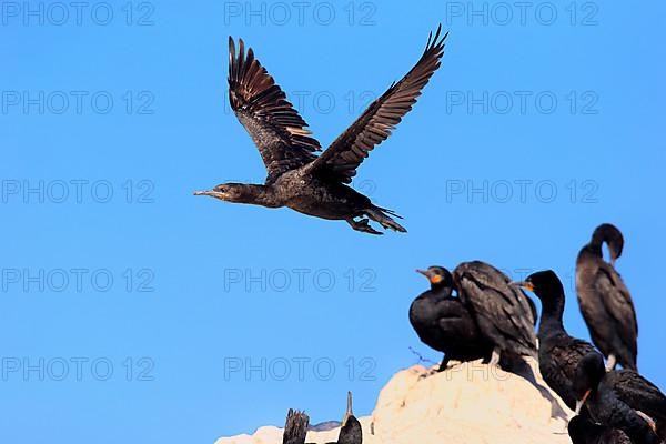 Cape Cormorant