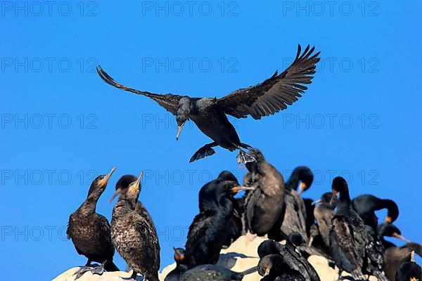 Cape Cormorant