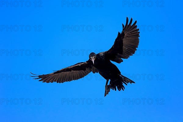 Cape Cormorant