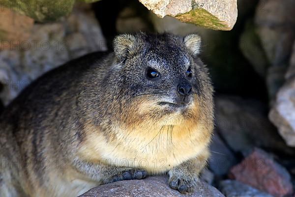 Rock Dassie