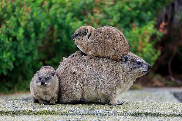 Rock Dassie