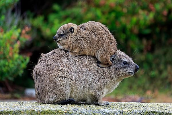 Rock Dassie