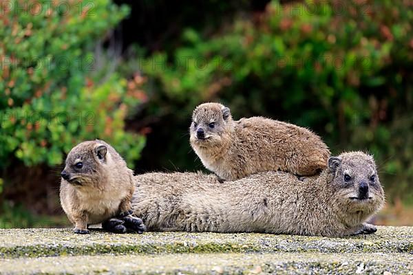 Rock Dassie