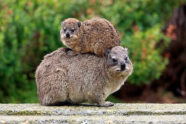 Rock Dassie