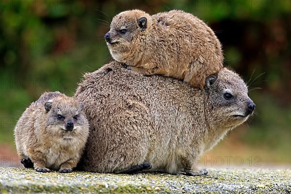 Rock Dassie