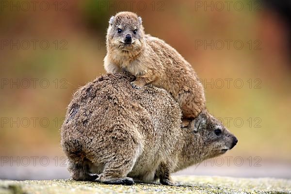 Rock Dassie