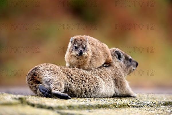 Rock Dassie