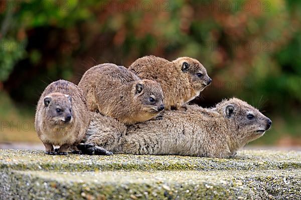 Rock Dassie