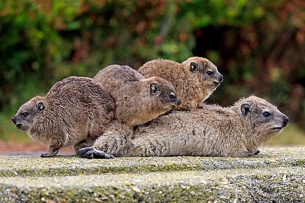 Rock Dassie