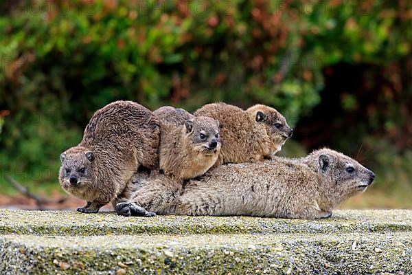 Rock Dassie