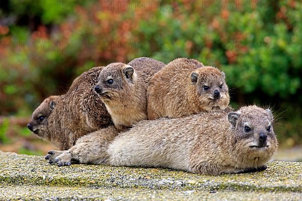 Rock Dassie