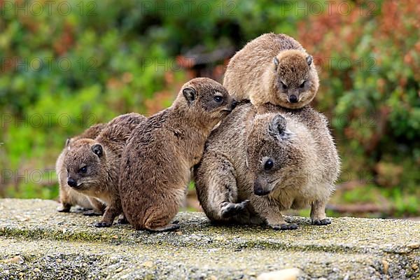 Rock Dassie