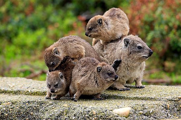 Rock Dassie