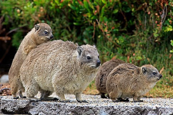 Rock Dassie