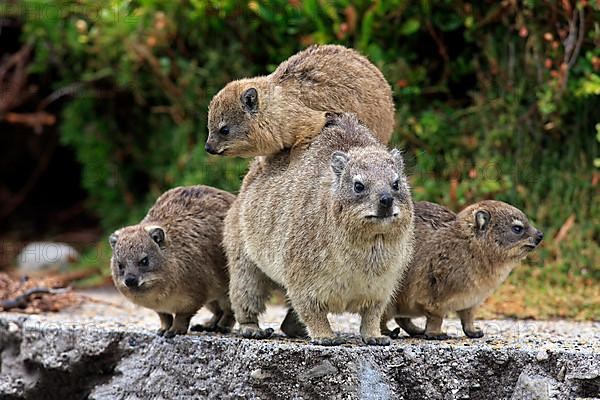 Rock Dassie