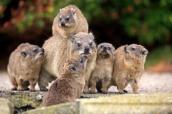 Rock Dassie