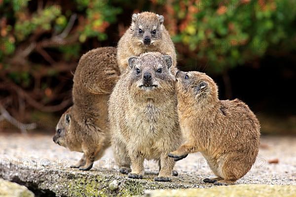 Rock Dassie