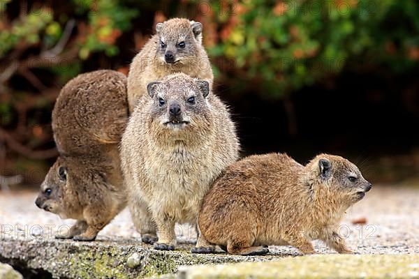 Rock Dassie