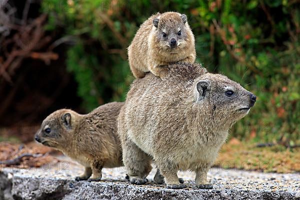 Rock Dassie