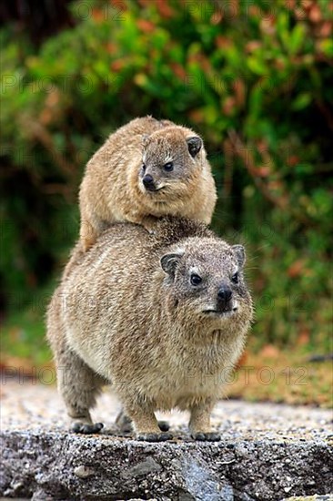 Rock Dassie