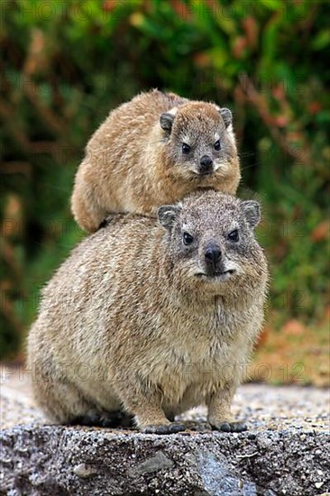 Rock Dassie