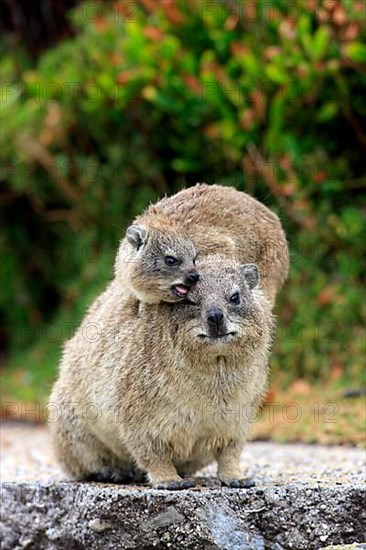 Rock Dassie