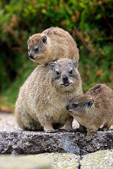 Rock Dassie