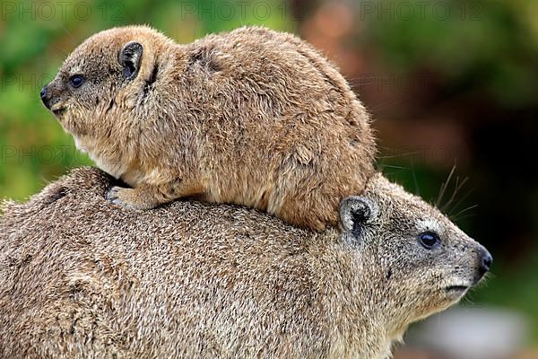 Rock Dassie