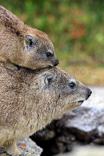 Rock Dassie