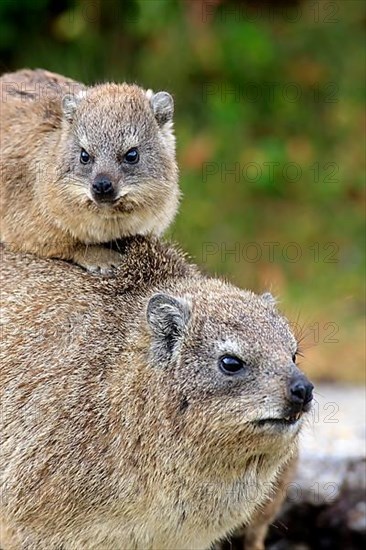 Rock Dassie