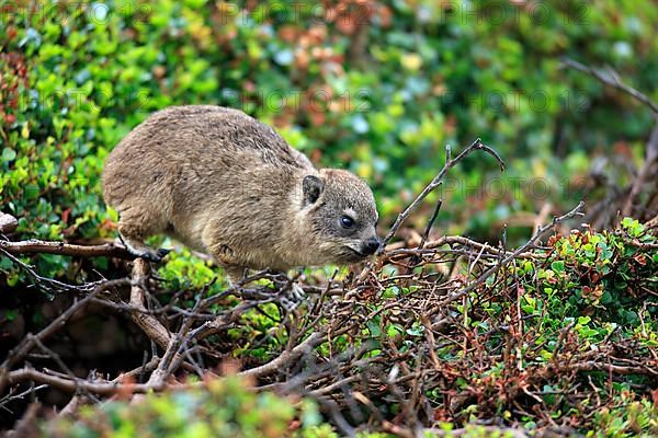 Rock Dassie