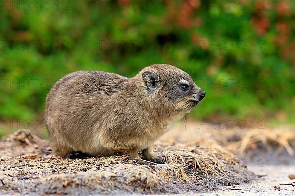 Rock Dassie