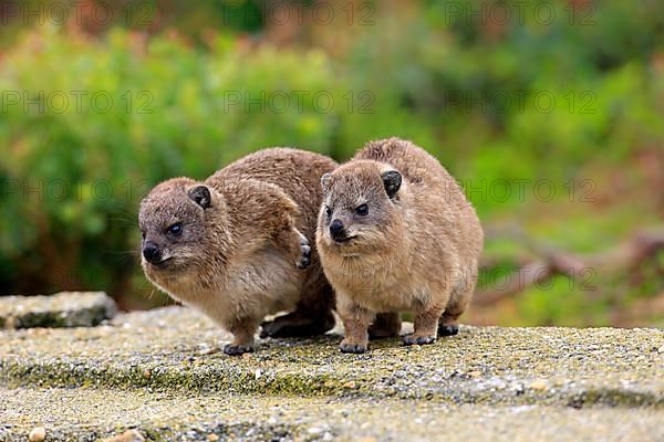 Rock Dassie