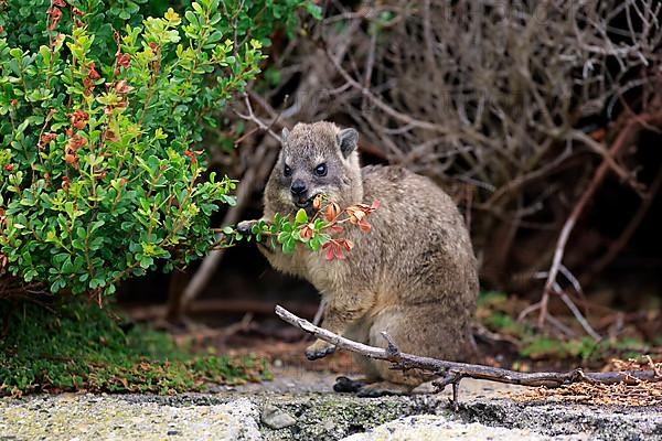 Rock Dassie