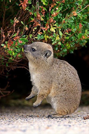 Rock Dassie