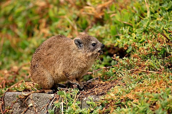 Rock Dassie