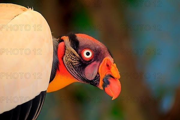 King Vulture