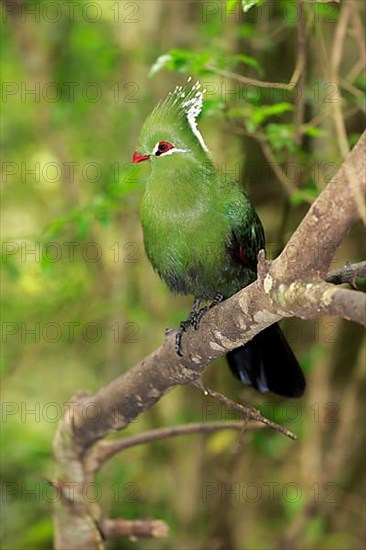 Livingstone's Turaco