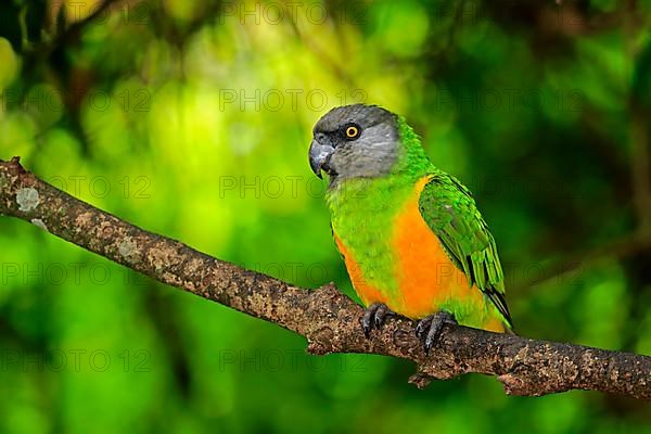 Senegal parrot