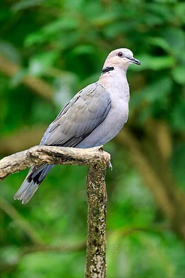 African collared dove