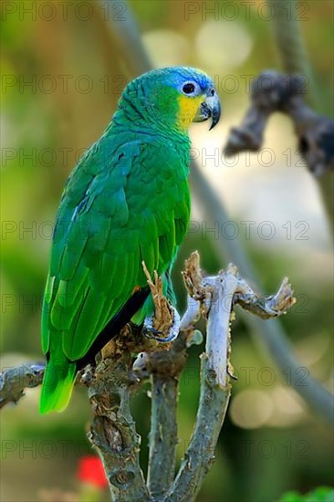 Orange-winged Amazon