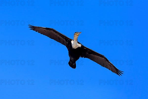 White breasted Cormorant