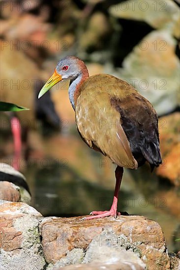 Giant wood rail