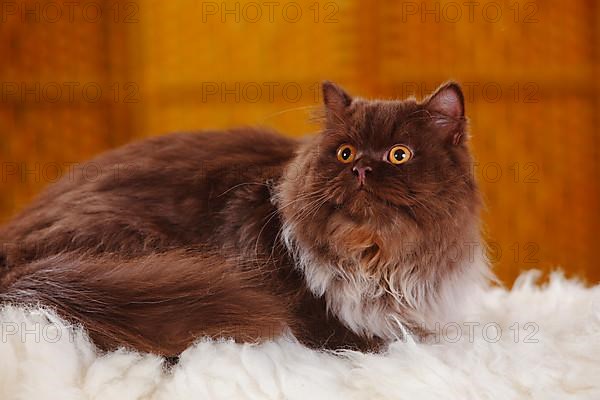 British longhair cat