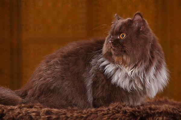 British longhair cat