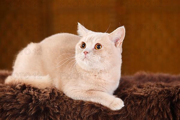 British shorthair cat