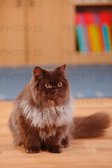 British longhair cat