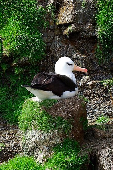 Black-browed Albatross DIOMEDEA MELANPHORIS Sitting on a dome nest