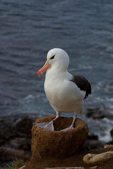 Black-browed Albatross DIOMEDEA MELANPHORIS Standing on the Dome Nest Saunders Island Falkland